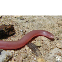 خانواده مارهای کرمی شکل Typhlopidae